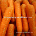 2014 best seller-new fresh yellow carrot of high quality